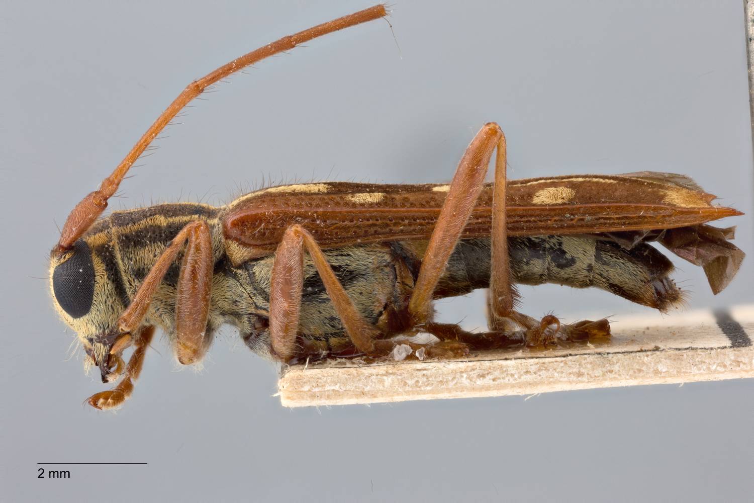 Glenea (Glenea) diverselineata birmanica image