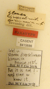 Glenea (Glenea) diverselineata birmanica image