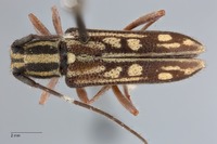 Glenea pieliana image