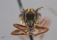 Glenea pieliana image