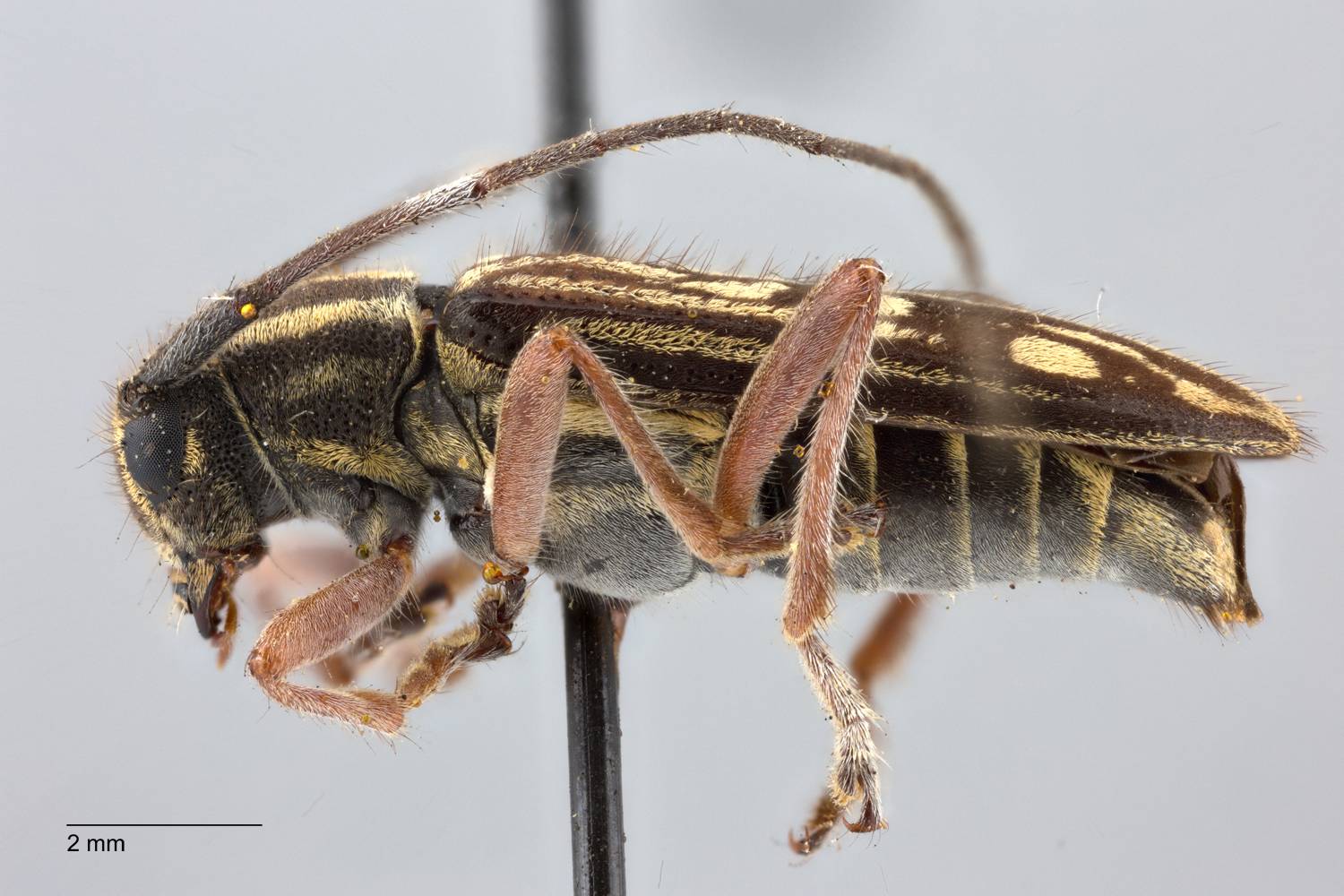 Glenea pieliana image