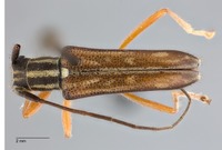 Glenea pieliana image