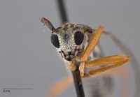 Glenea pieliana image