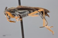 Glenea pieliana image