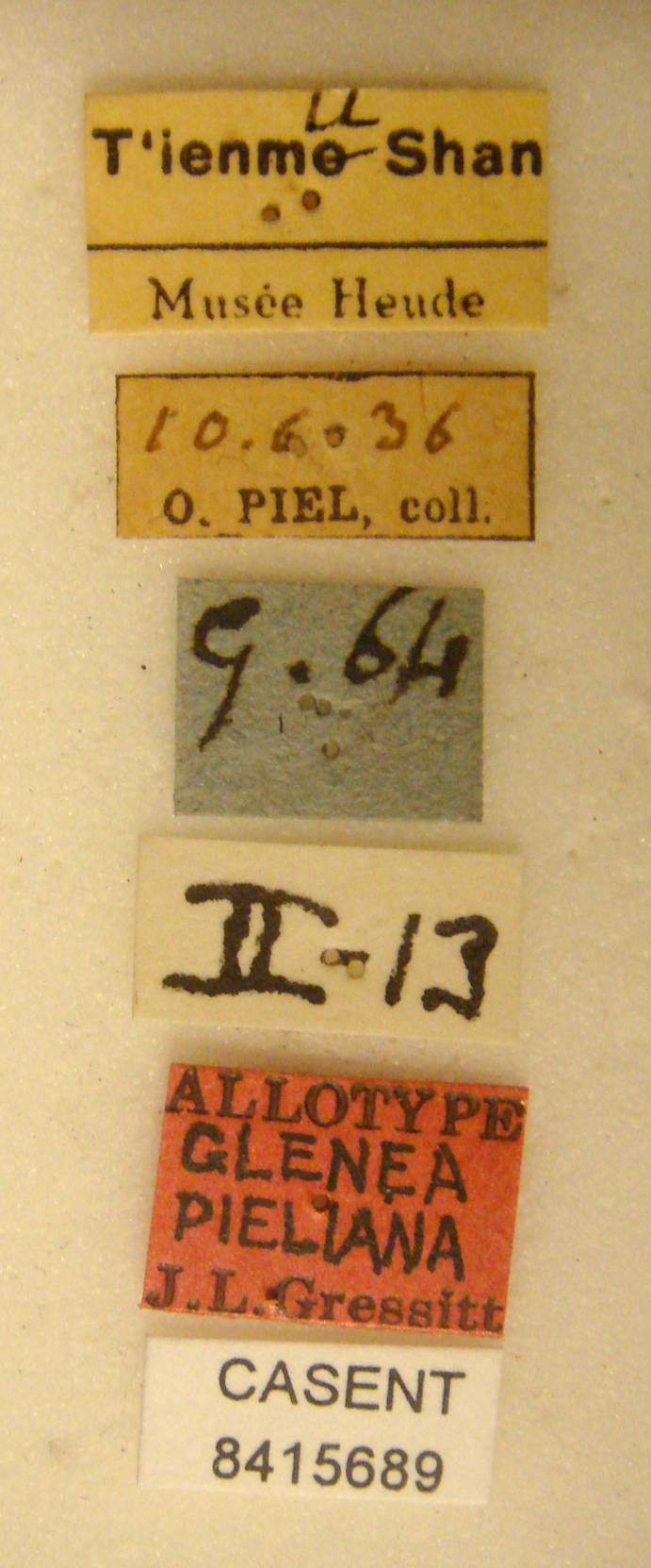 Glenea pieliana image