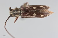 Glenea pieliana image