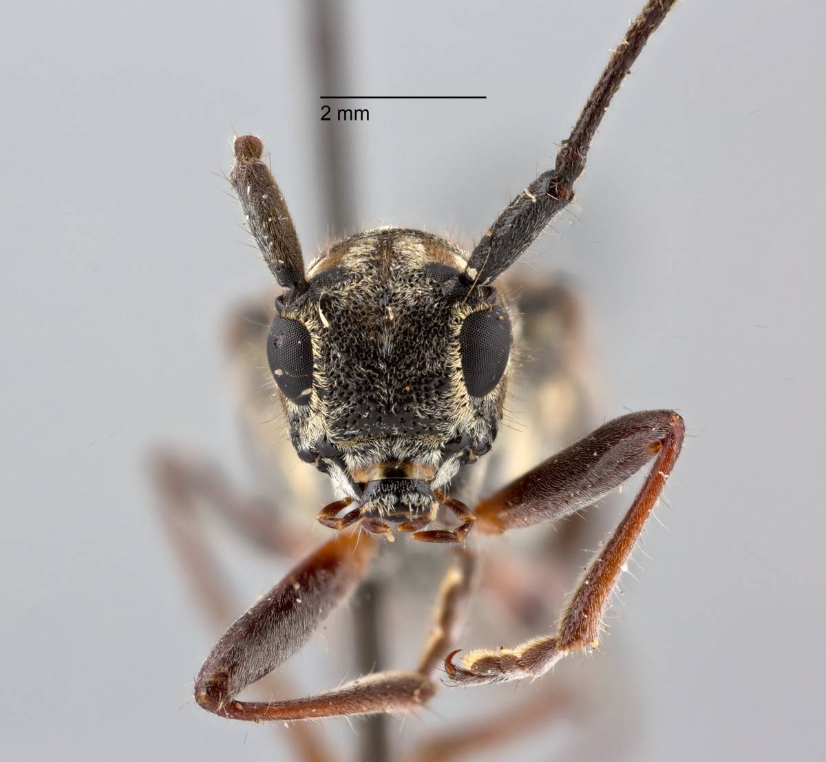 Glenea pieliana nigra image