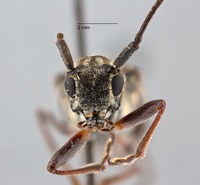 Glenea pieliana image