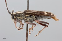 Glenea pieliana image