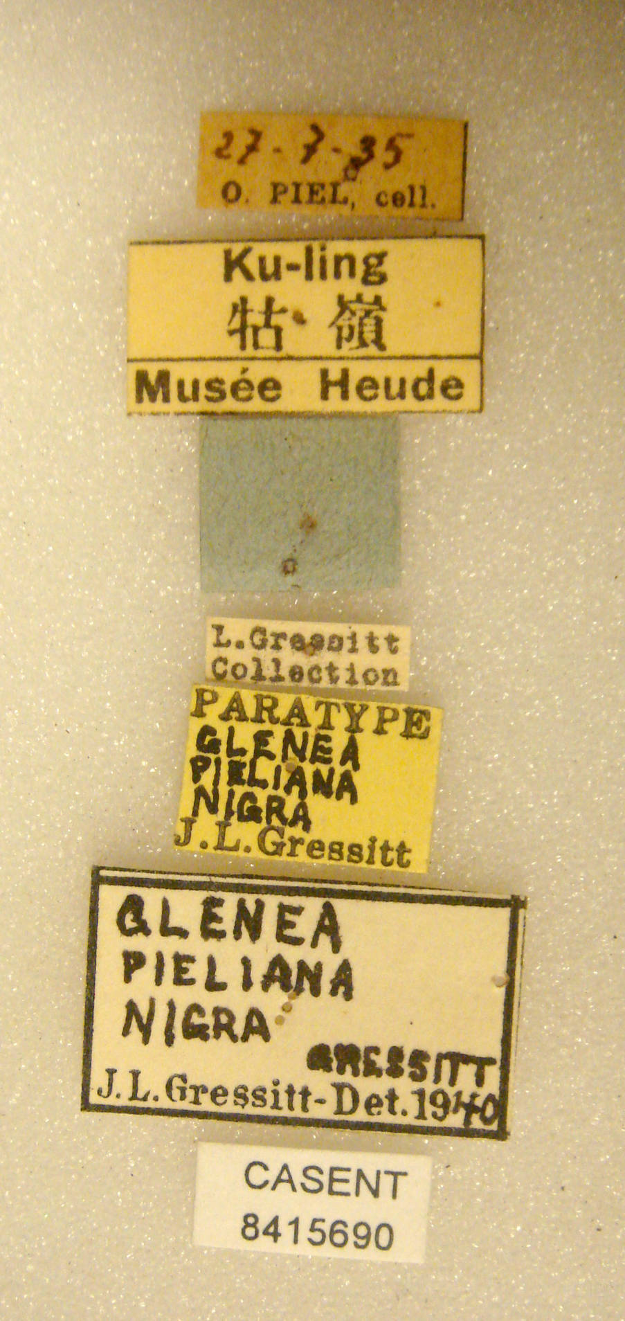 Glenea pieliana nigra image