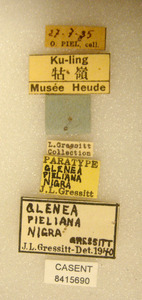 Glenea pieliana image