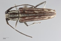 Glenea obliqua image