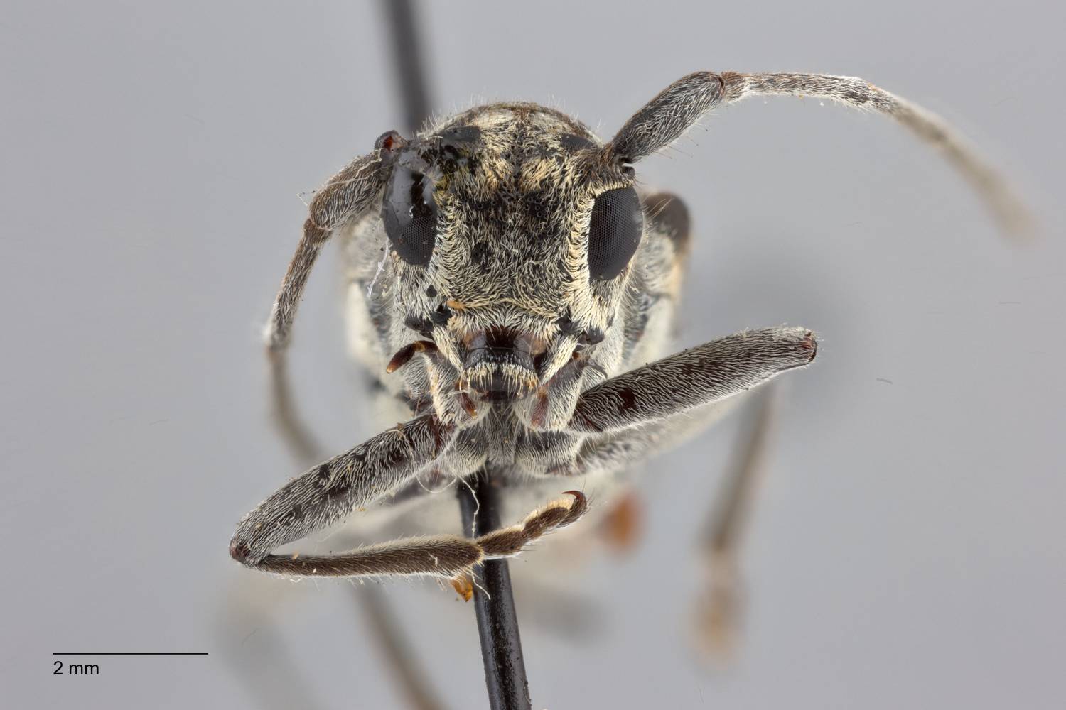 Glenea obliqua image