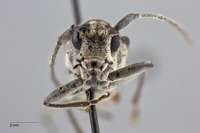 Glenea obliqua image