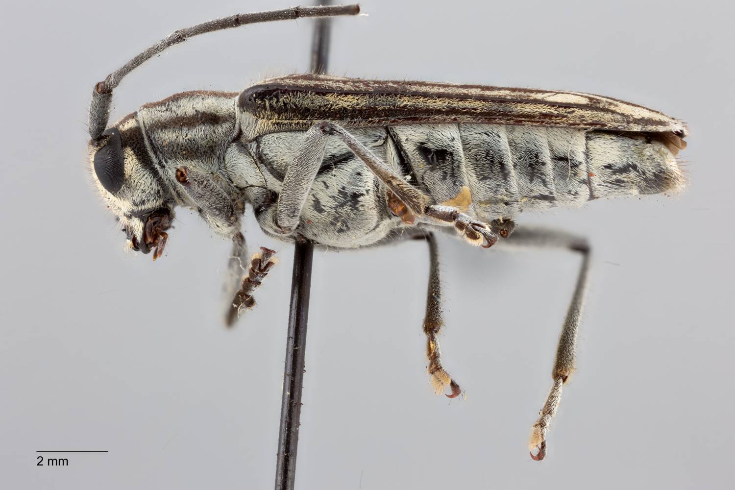 Glenea obliqua image