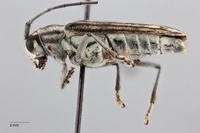 Glenea obliqua image