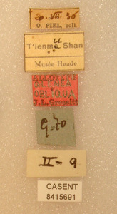 Glenea obliqua image