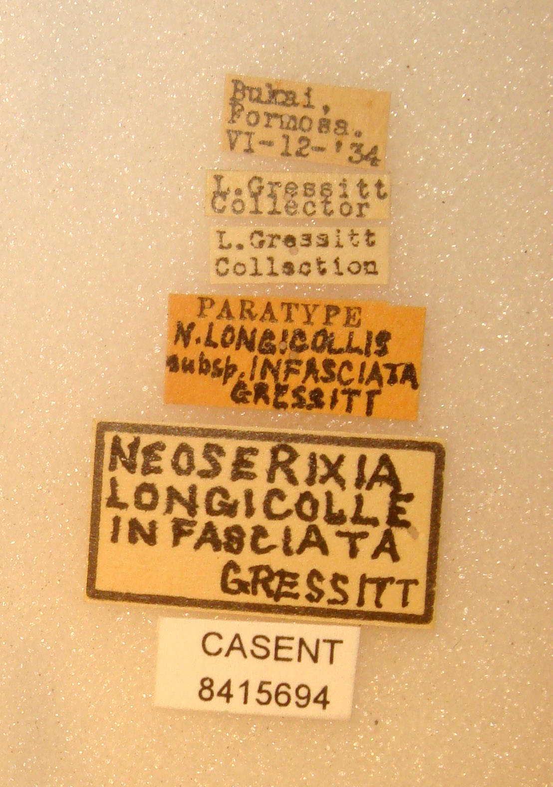 Neoserixia longicollis infasciatus image