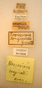 Neoserixia longicollis image