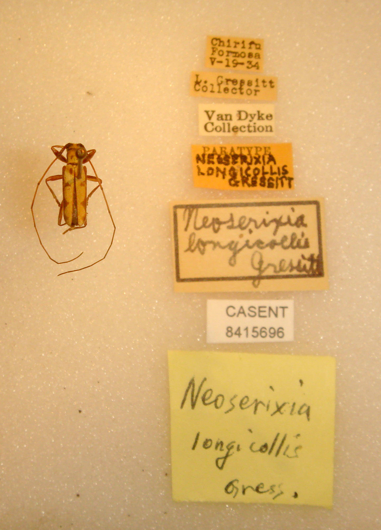 Neoserixia longicollis image