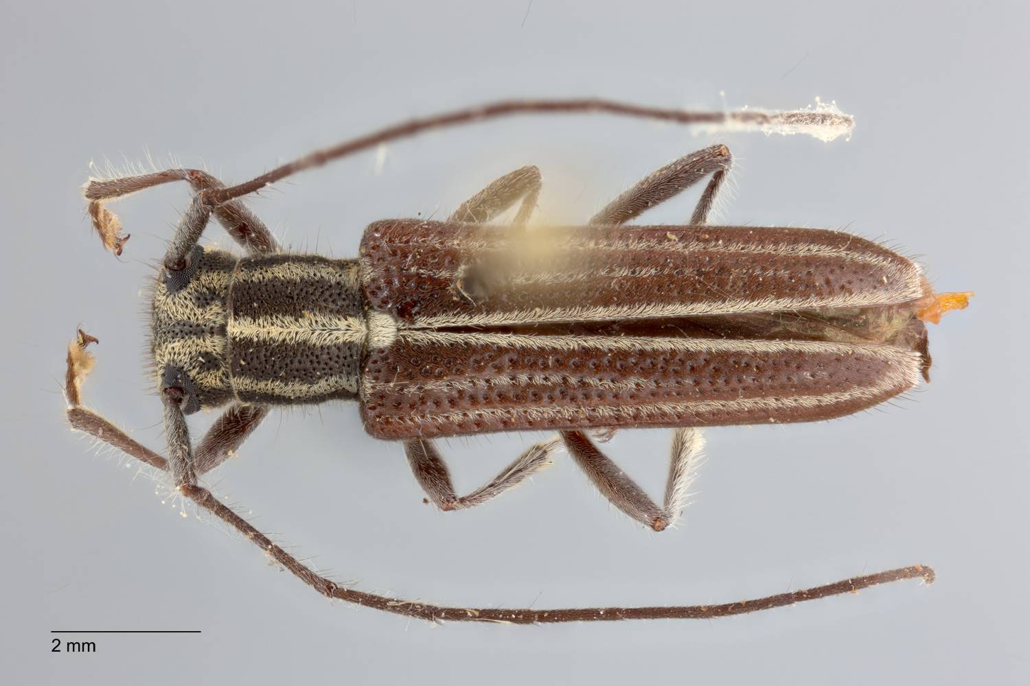 Glenea abbreviata image