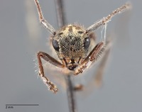 Glenea abbreviata image