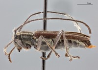 Glenea abbreviata image