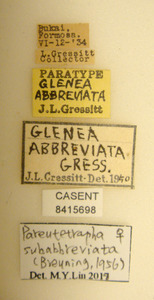 Glenea abbreviata image