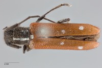 Eumecocera anomala image