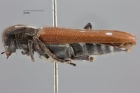 Eumecocera anomala image