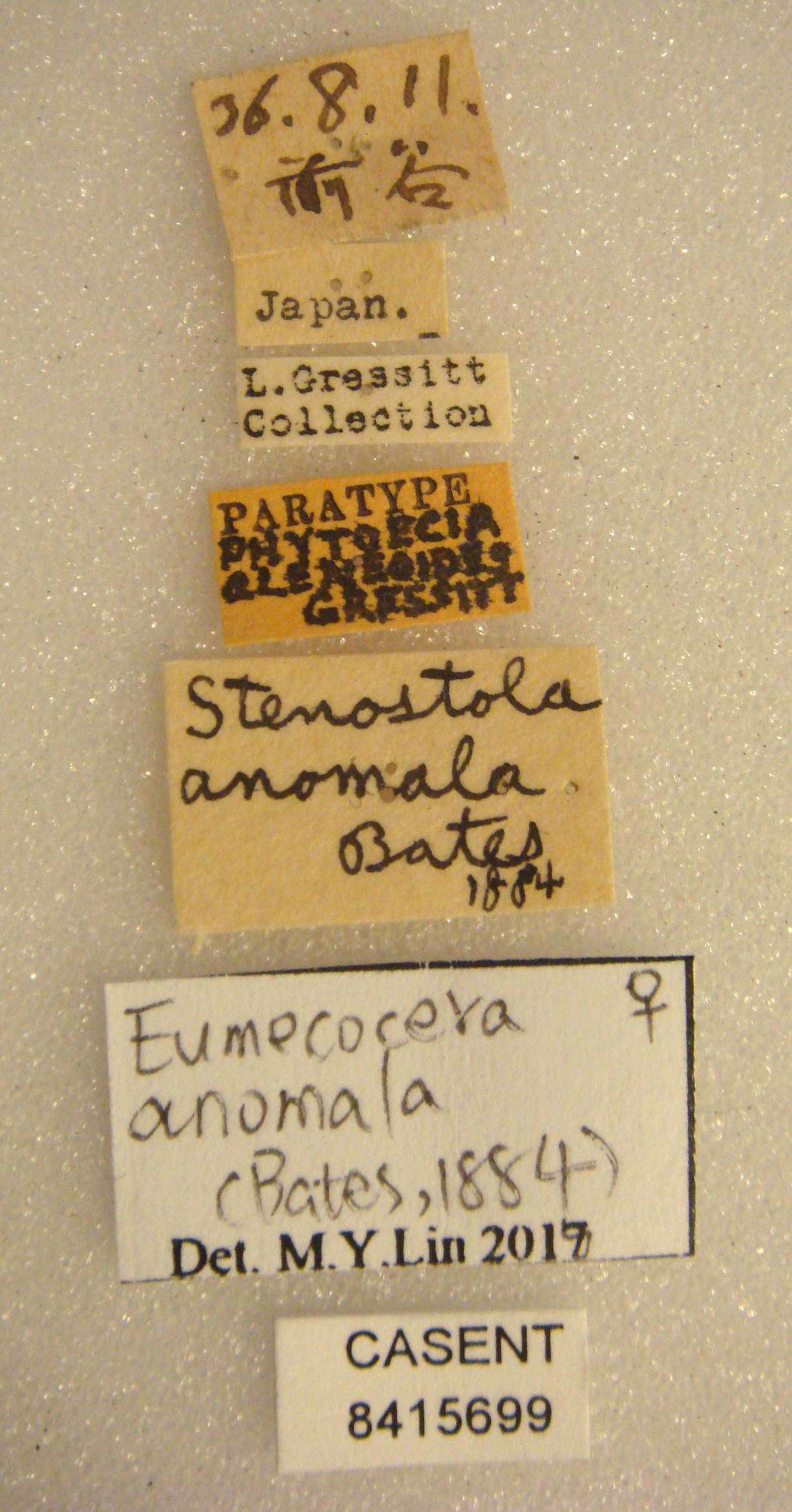 Eumecocera anomala image