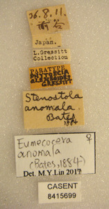 Eumecocera anomala image