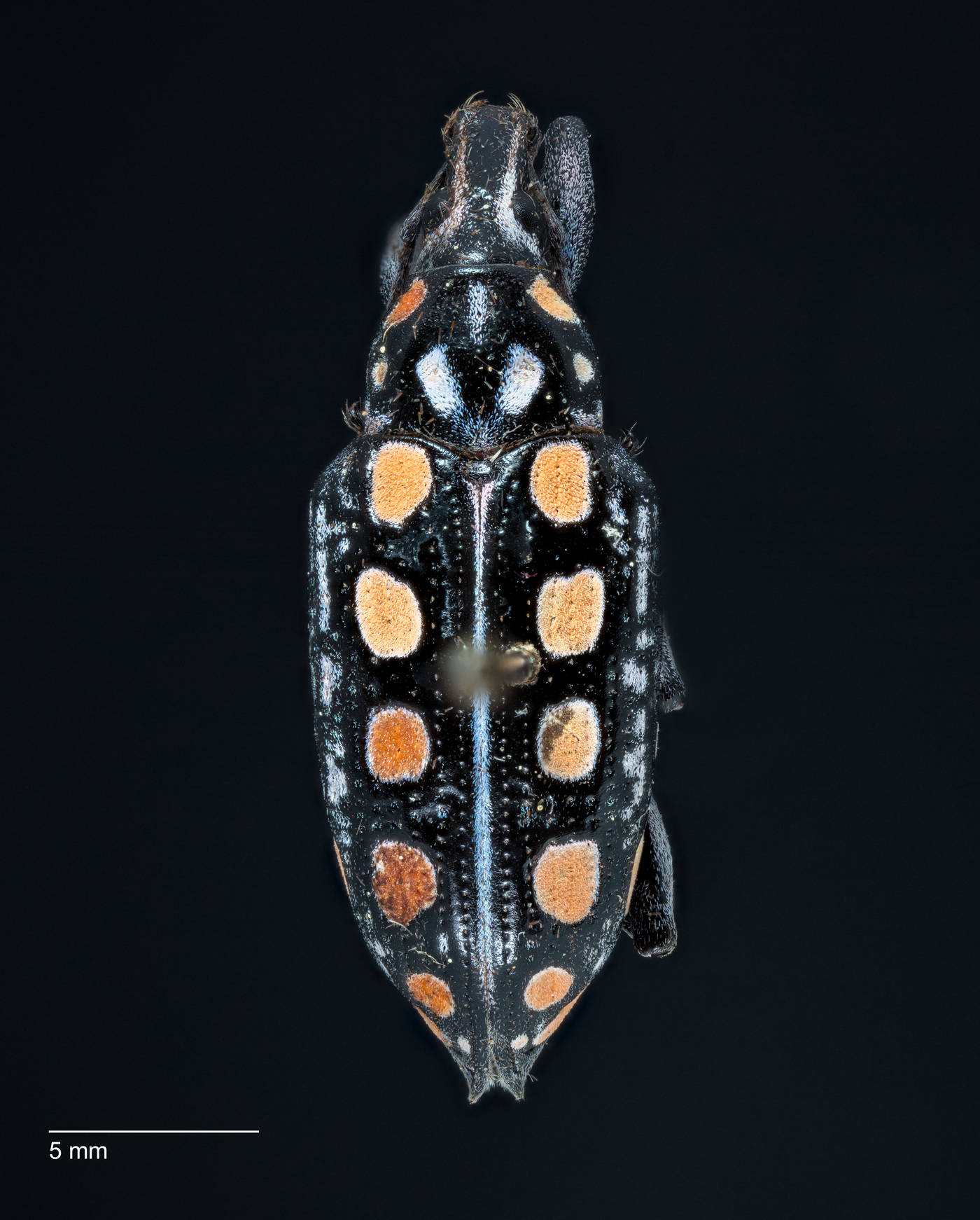 Exophthalmus impressus image