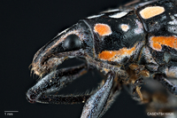 Exophthalmus impressus image