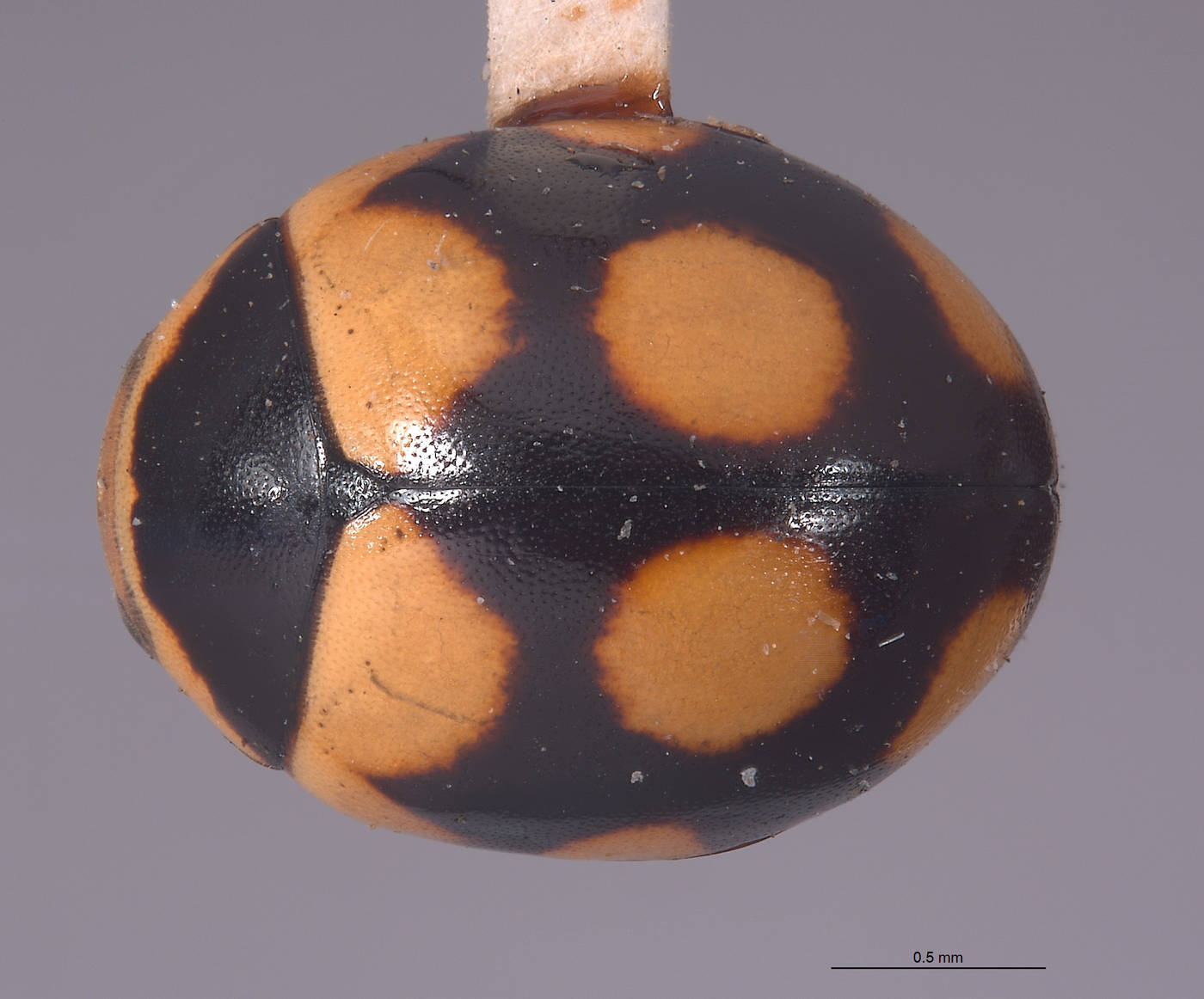 Brachiacantha conjuncta image