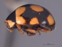 Brachiacantha conjuncta image