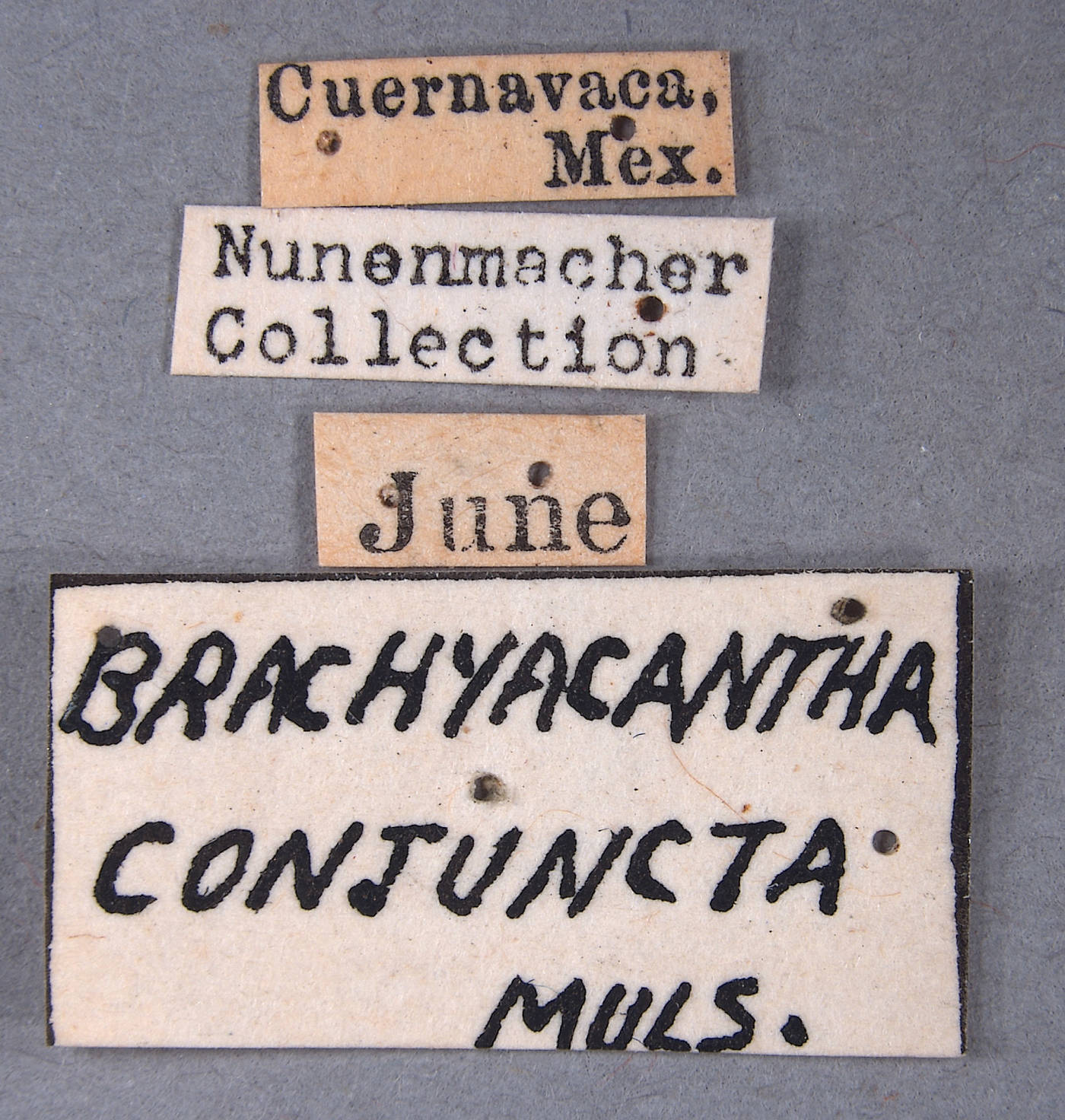 Brachiacantha conjuncta image