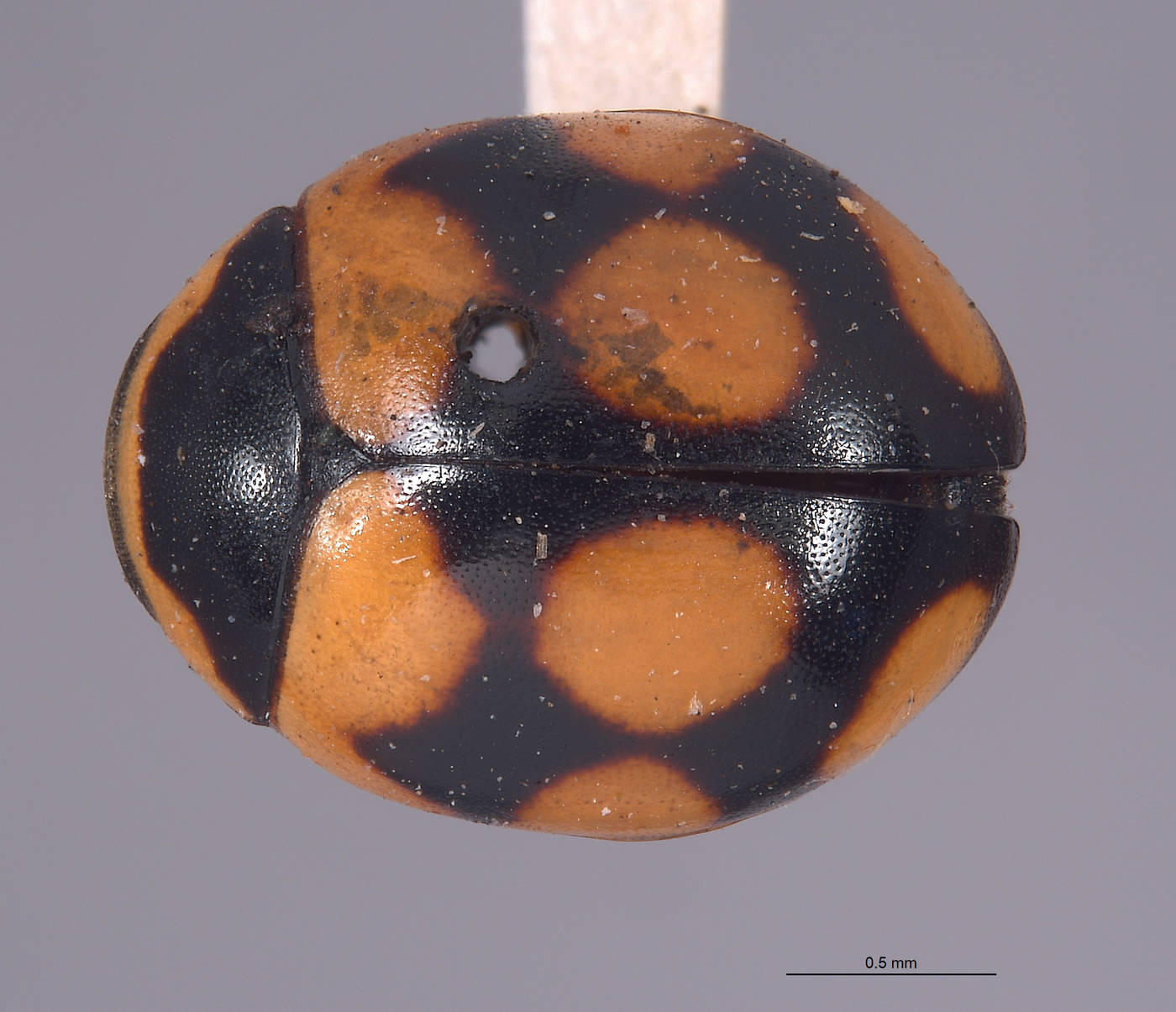 Coccinellidae image