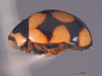 Brachiacantha conjuncta image