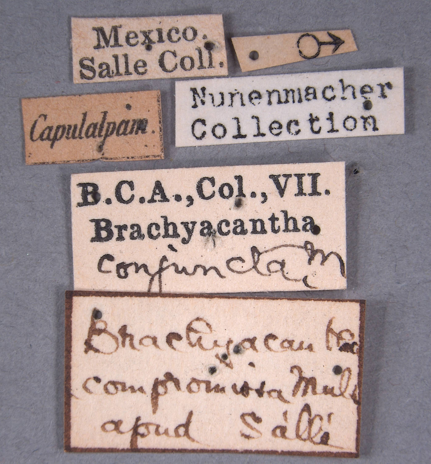 Coccinellidae image