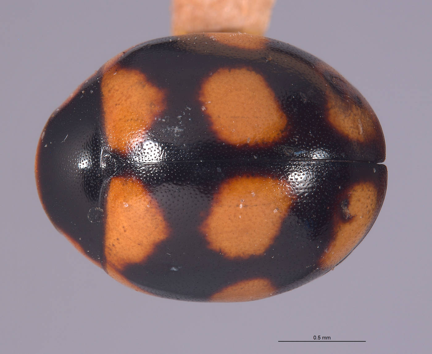Coccinellidae image