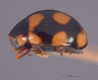 Brachiacantha conjuncta image