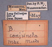 Brachiacantha conjuncta image