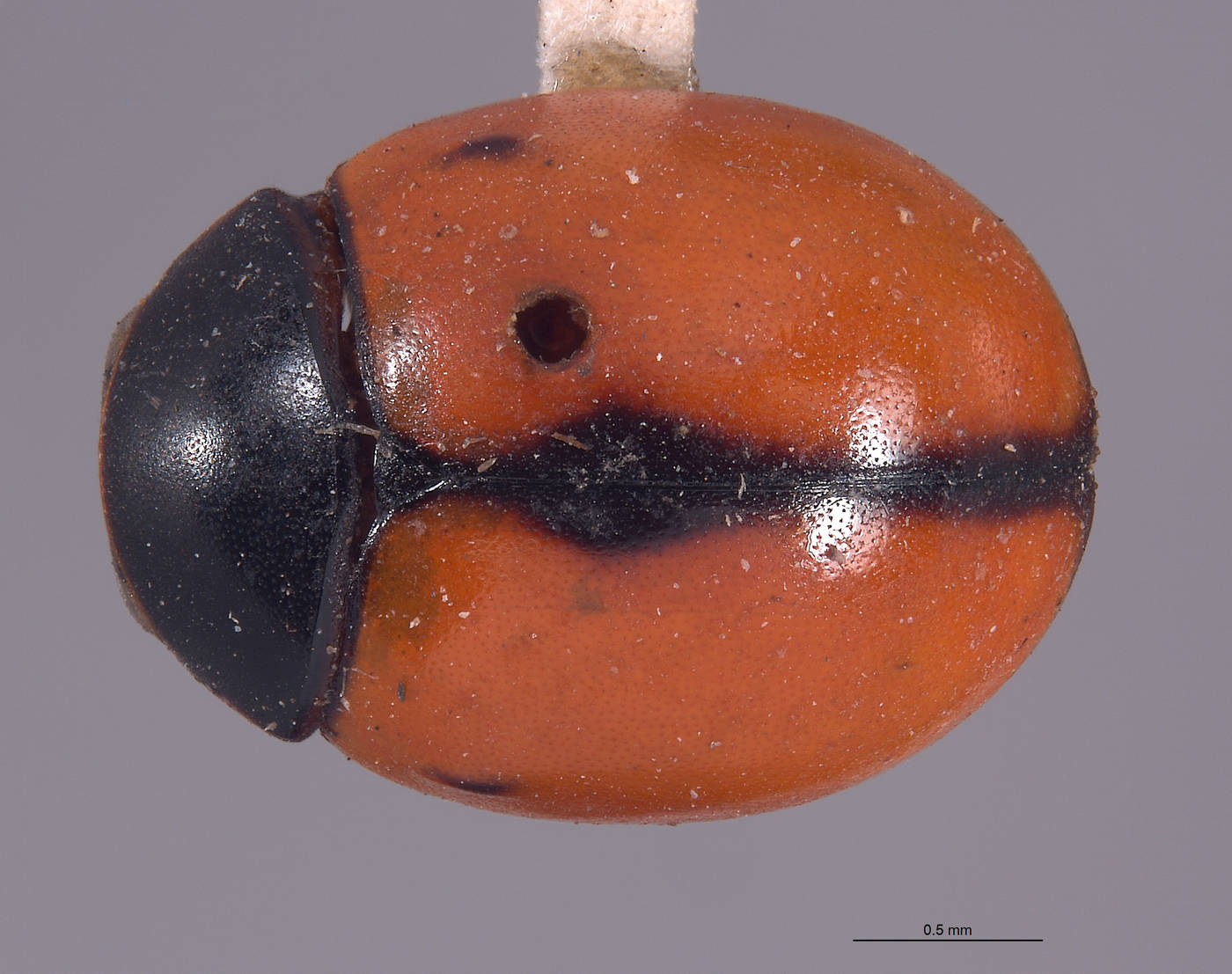 Brachiacantha cryptocephalina image