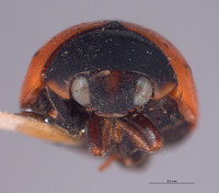 Brachiacantha cryptocephalina image