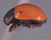 Brachiacantha cryptocephalina image