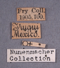 Brachiacantha cryptocephalina image