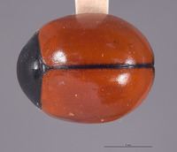 Brachiacantha cryptocephalina image