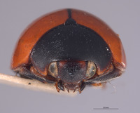 Brachiacantha cryptocephalina image