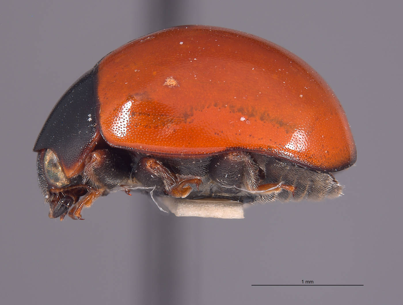 Brachiacantha cryptocephalina image